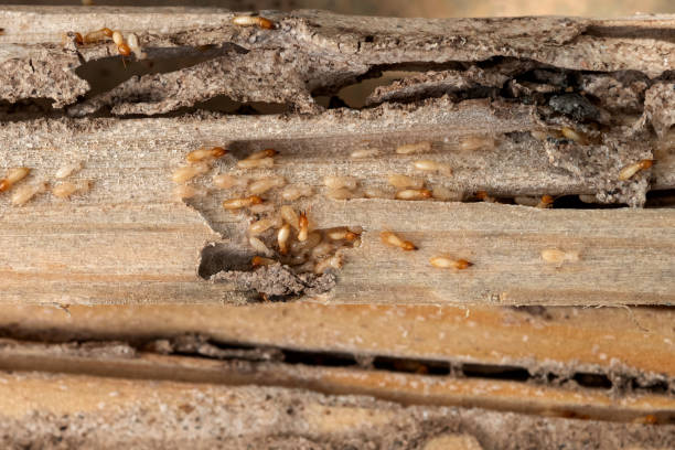 Best Termite Control Services  in North Sea, NY